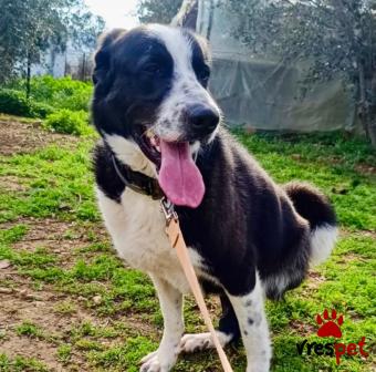 Ράτσα: Άγνωστο - Ημίαιμο | Ηλικία: 2 ετών | Φύλο: Αρσενικό | Αρ. Microchip: - | Ημίαιμο | Περιοχή: Νέα Σμύρνη, Αττική